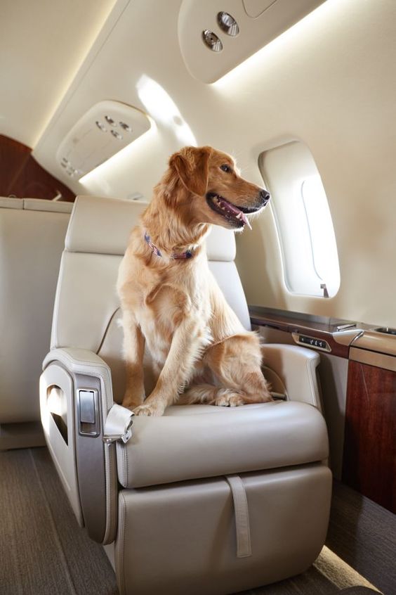 pet-friendly private jet charters