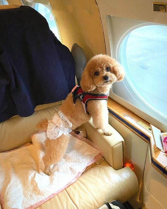 Pet friendly private jet